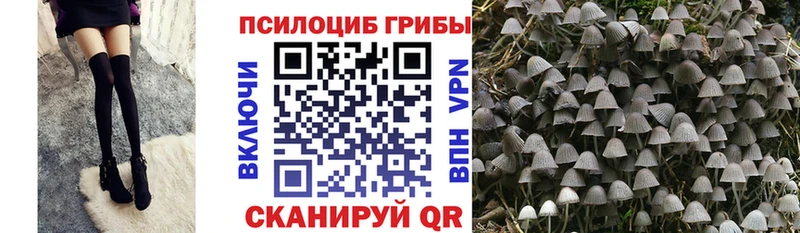 Псилоцибиновые грибы MAGIC MUSHROOMS  блэк спрут tor  Талица 